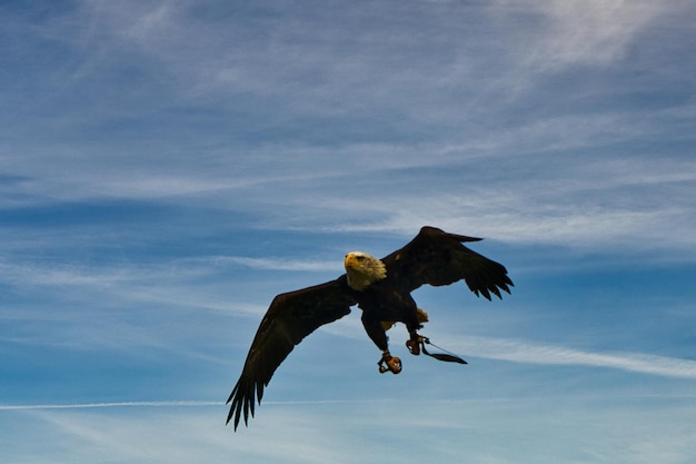 Un uccello aggraziato e orgoglioso del colpo dettagliato dell'aquila calva