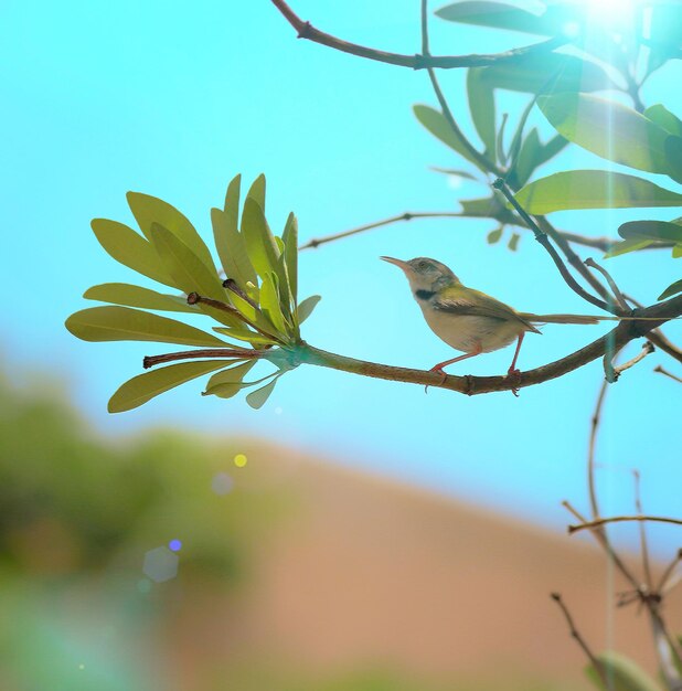 Un uccello appoggiato su un albero contro il cielo blu