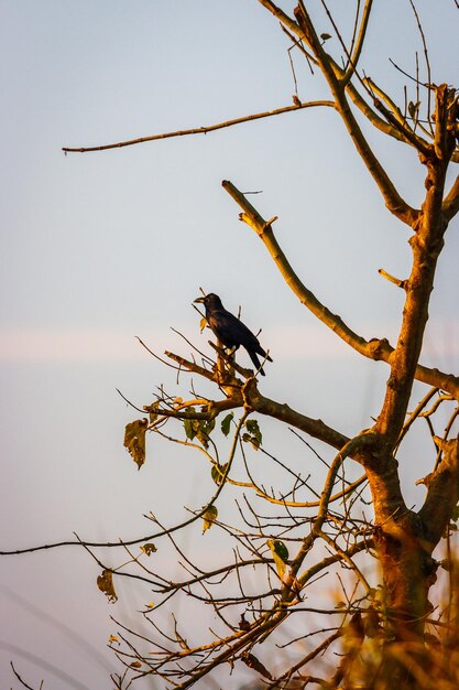 Un uccello appoggiato su un albero contro il cielo