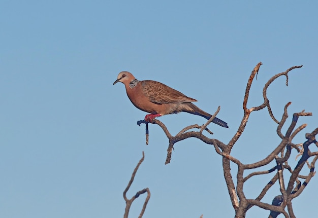 Un uccello appoggiato su un albero