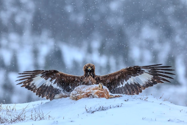 Un uccello appoggiato su un campo innevato