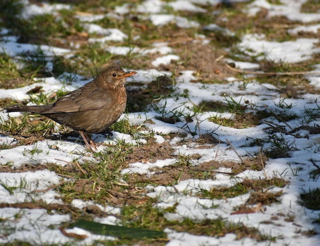 Un uccello appoggiato su un campo