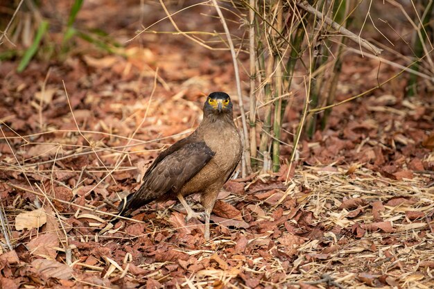 Un uccello appoggiato su un campo