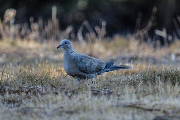 Un uccello appoggiato su un campo