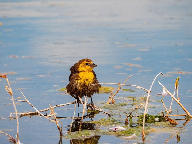Un uccello appoggiato su un lago