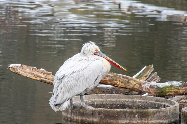 Un uccello appoggiato su un lago