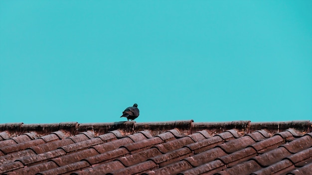 Un uccello appoggiato su un muro