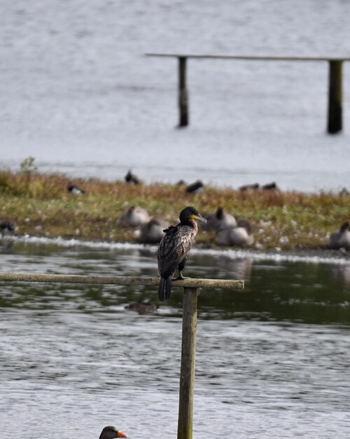 Un uccello appoggiato su un palo di legno vicino al fiume