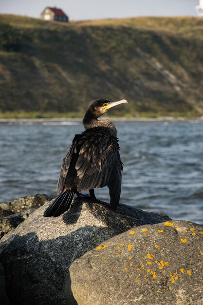 Un uccello appoggiato su una roccia vicino al mare