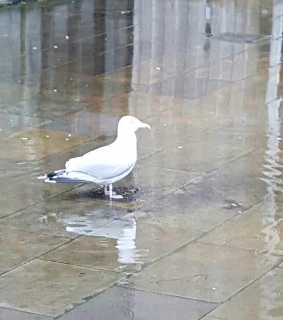 Un uccello appoggiato sull'acqua