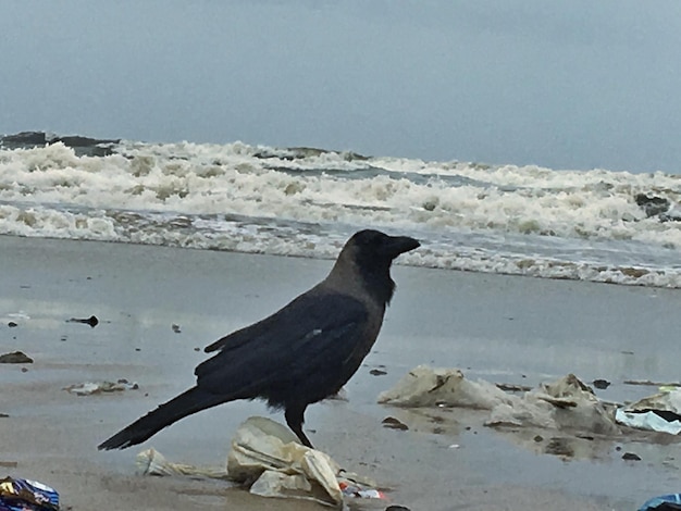 Un uccello appoggiato sulla spiaggia contro il cielo