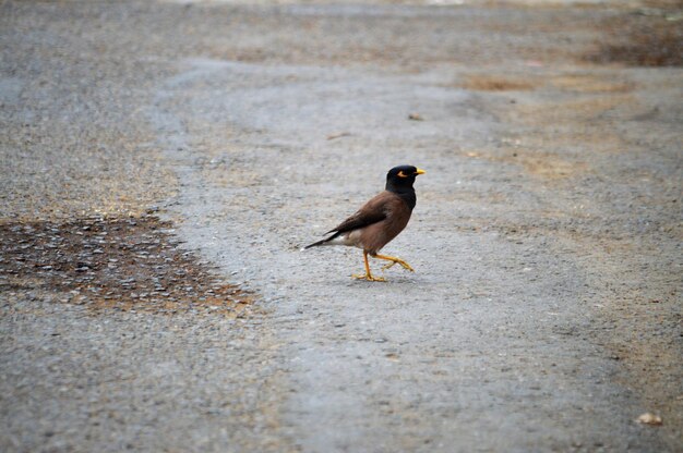 Un uccello appoggiato sulla strada