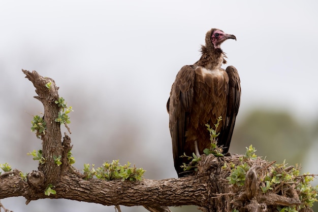 Un uccello appollaiato su un albero
