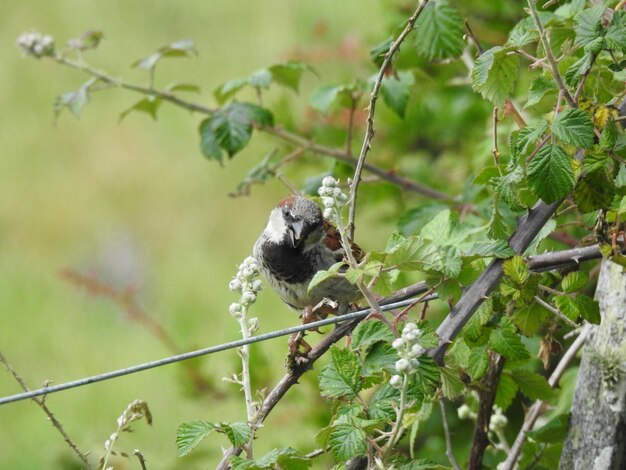 Un uccello appollaiato su un albero