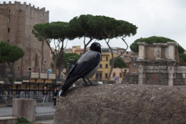 Un uccello appollaiato su un edificio