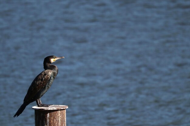 Un uccello appollaiato su un palo di legno