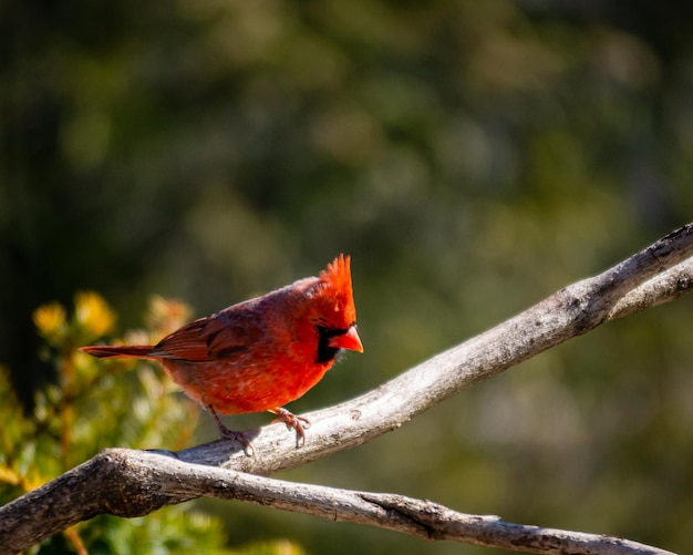 Un uccello appollaiato su un ramo