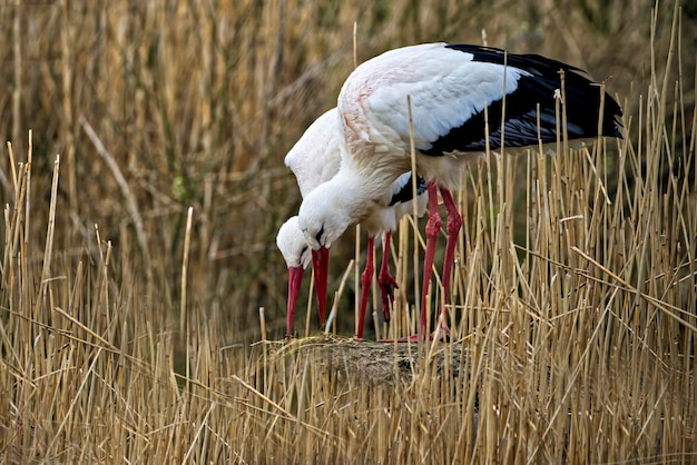 Un uccello appollaiato sul campo