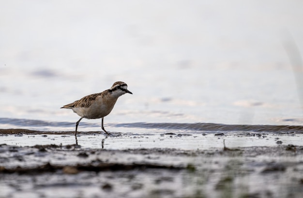 Un uccello appollaiato sulla spiaggia