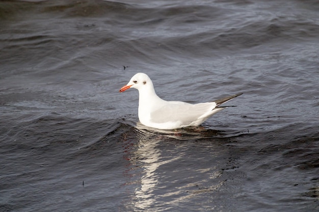 Un uccello bianco con un becco arancione sta nuotando nell'acqua.