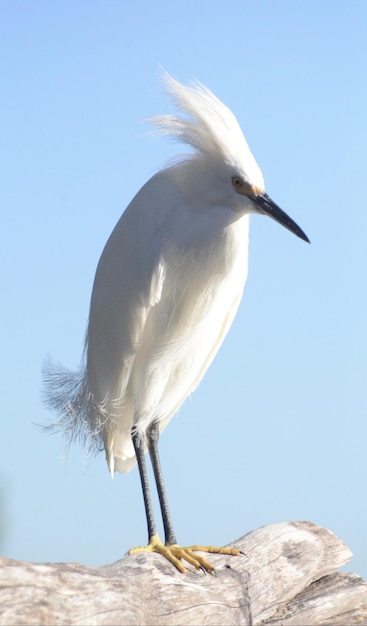 Un uccello bianco con un lungo becco si erge su un tetto.