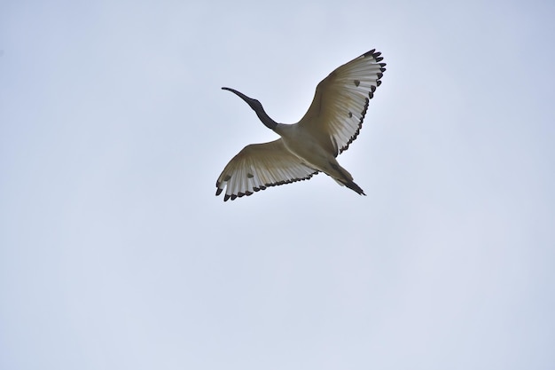 Un uccello bianco con una lunga ala con sopra il numero 1