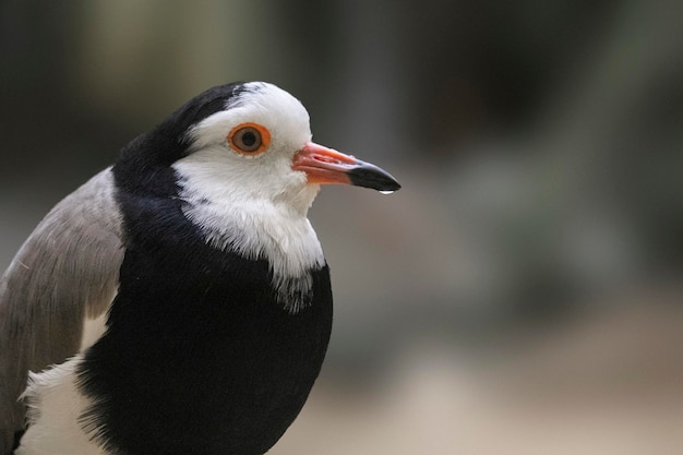 Un uccello bianco e nero con testa e collo bianchi e neri.