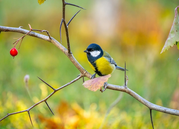 Un uccello blu si siede su un ramo spinoso con bacche rosse su uno sfocato sfondo autunnale