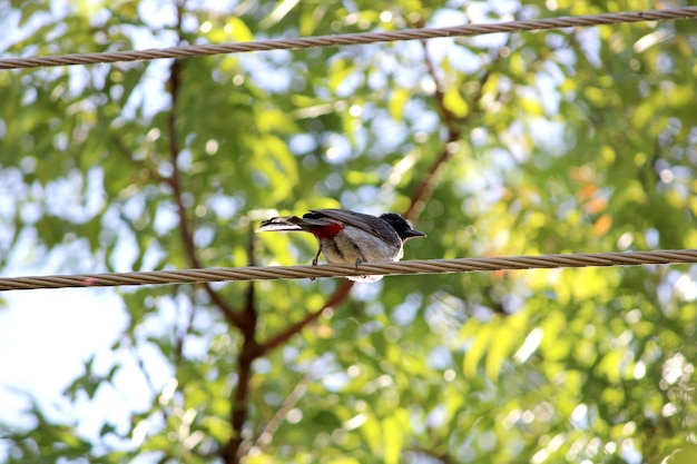 Un uccello bulbul rosso ventilato è seduto su una linea elettrica