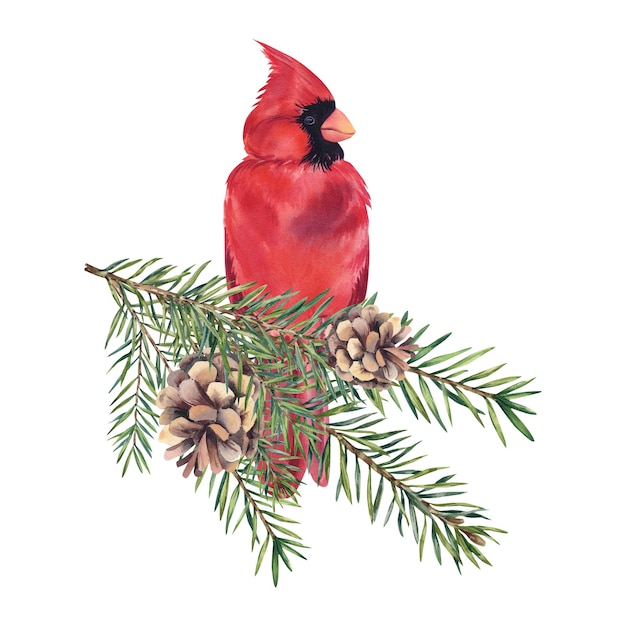 Un uccello cardinale su un ramo con un cono Illustrazione ad acquerello Capodanno e Natale Uccelli invernali