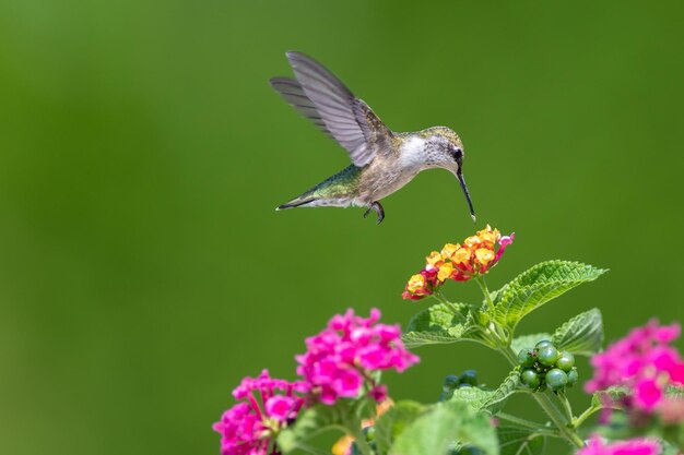 Un uccello che vola in un fiore