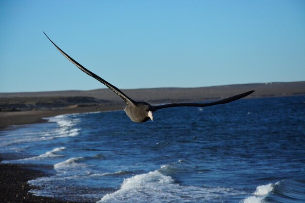 Un uccello che vola sopra il mare