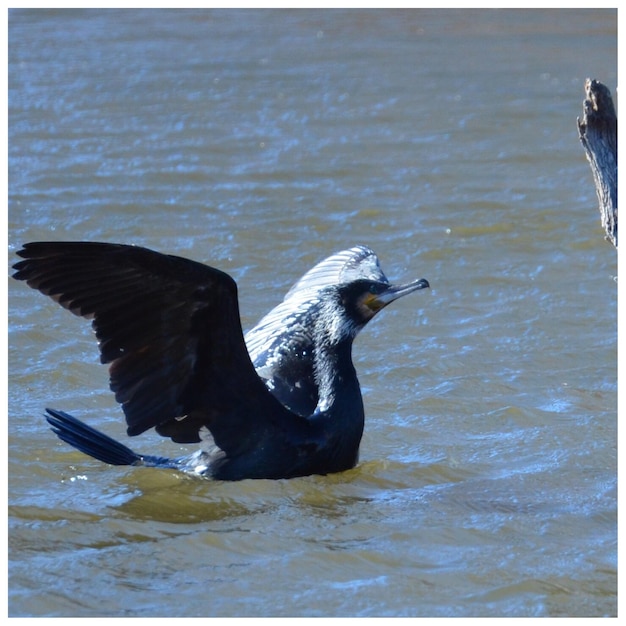 Un uccello che vola sopra l'acqua