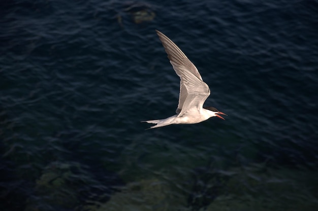 Un uccello che vola sopra l'acqua