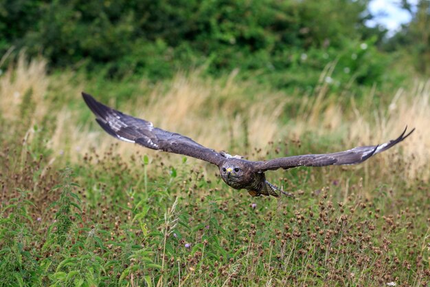 Un uccello che vola sopra un campo