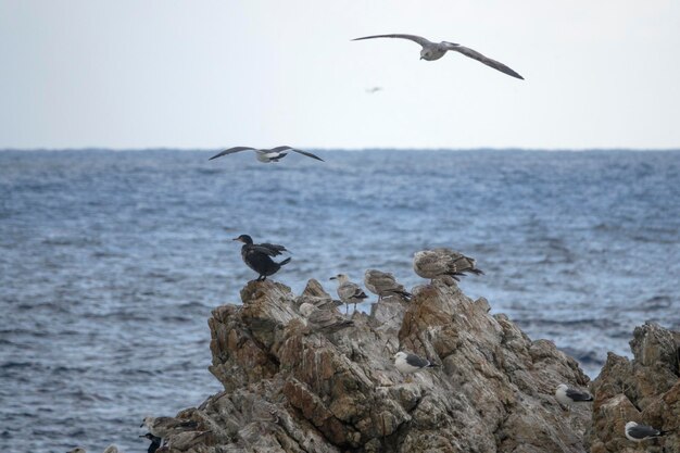 Un uccello che vola sul mare contro il cielo