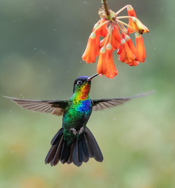 Un uccello che vola vicino ai fiori