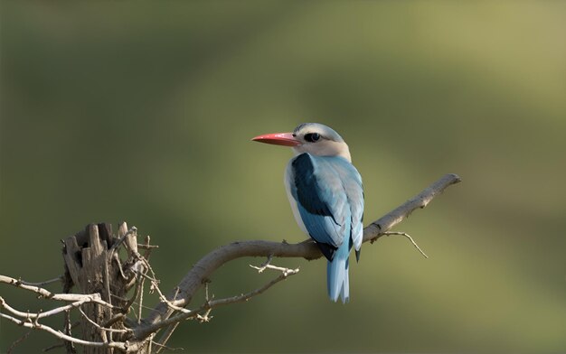 Un uccello colorato in piedi su un ramo di un albero