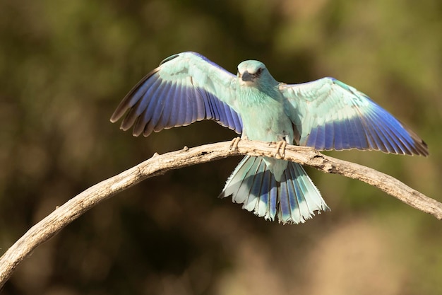 Un uccello con ali blu e verdi è appollaiato su un ramo.