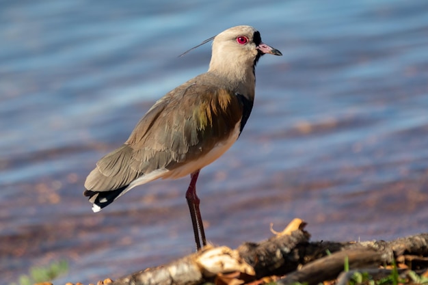 Un uccello con gli occhi rossi è in piedi su un tronco vicino all'acqua.