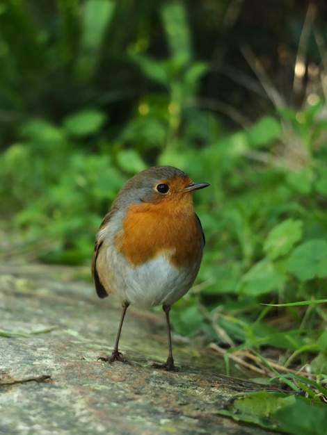 Un uccello con il petto rosso e il petto arancione