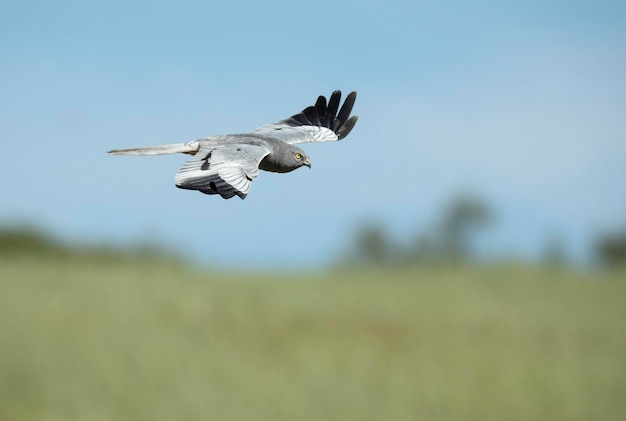 Un uccello con la coda nera e le piume bianche sta volando nel cielo.