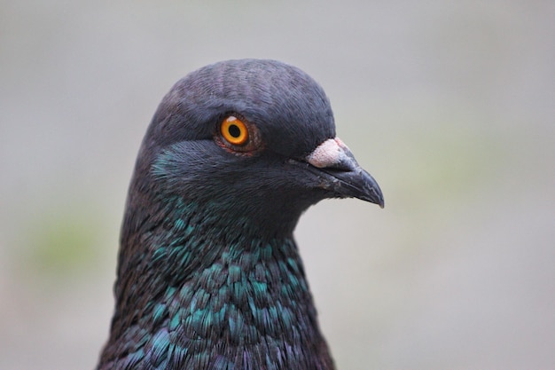 Un uccello con la testa blu e verde e gli occhi arancioni
