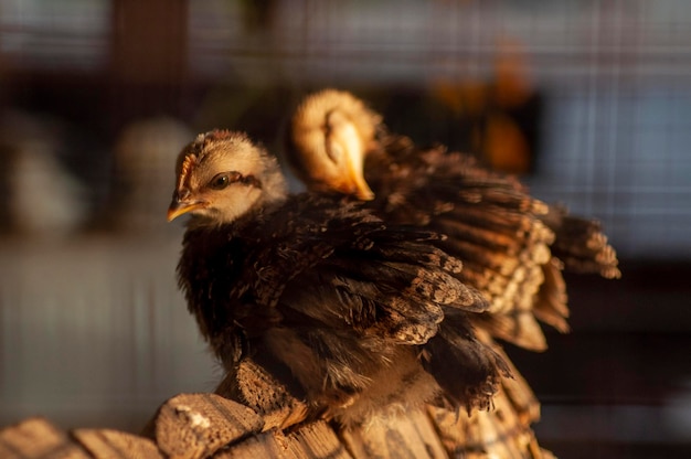 Un uccello con la testa nera e le piume marroni