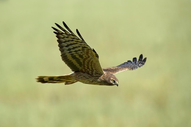 Un uccello con sopra la parola falco