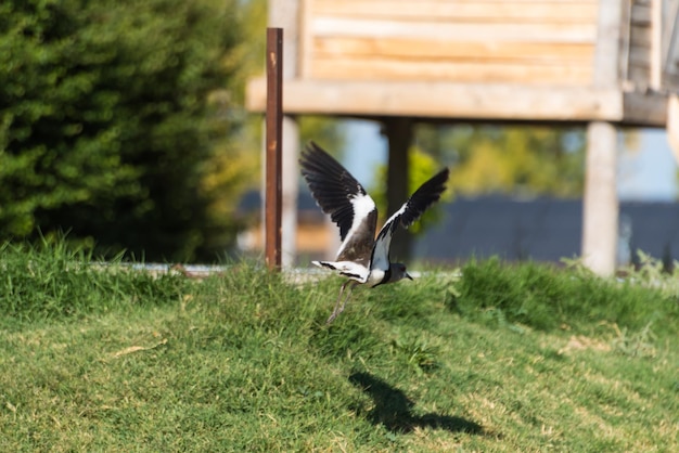 Un uccello con sopra la parola uccelli