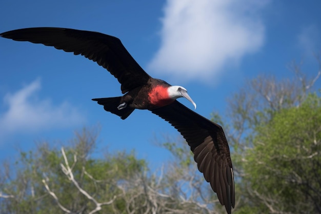 Un uccello con un'ala rossa e nera