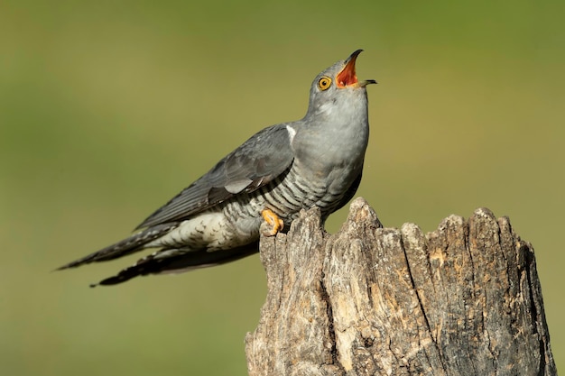 un uccello con un becco che è su un albero