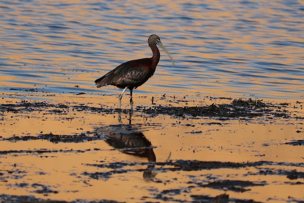 Un uccello con un grande becco cammina nell'acqua.