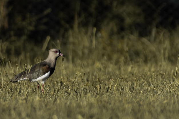 Un uccello con un lungo becco è in piedi in un campo.